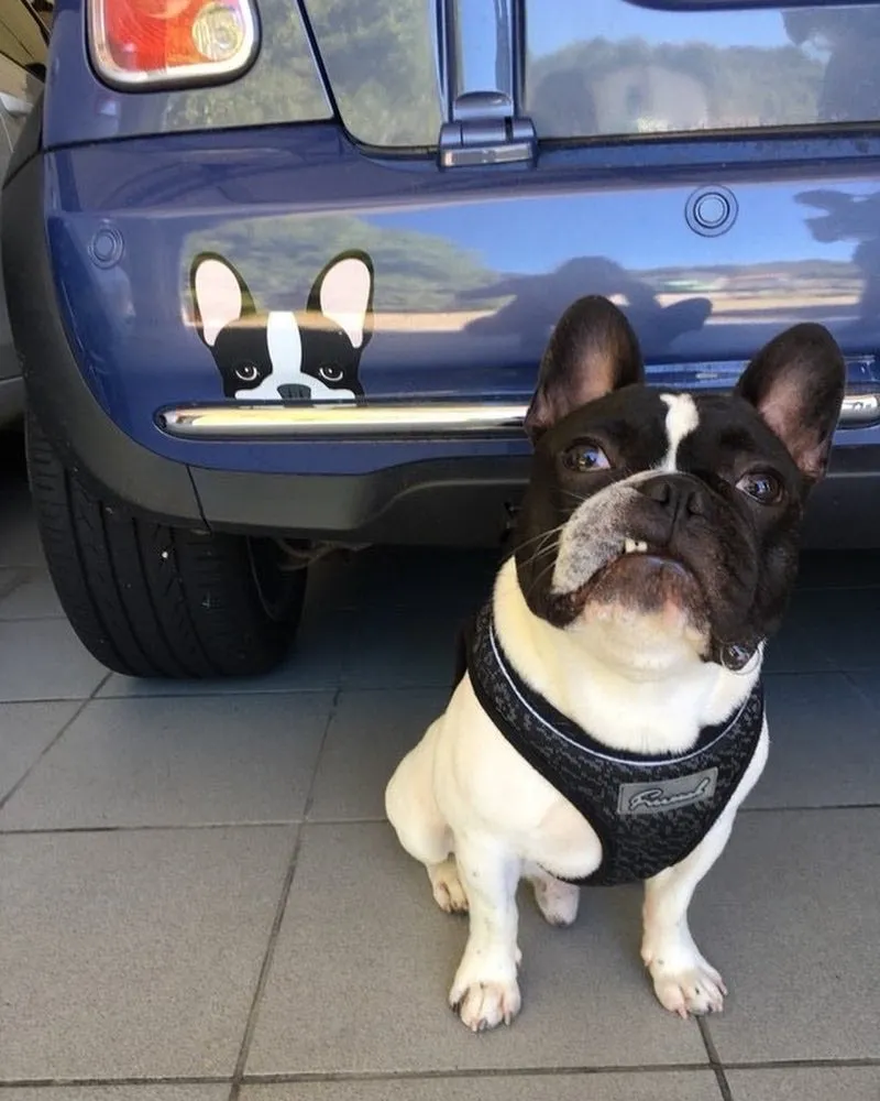 Frenchie Sticker | Frenchiestore | Black Pied French Bulldog Car Decal